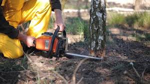 Trusted Daphne, AL  Tree Services Experts